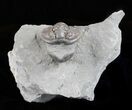 Wide, Partially Enrolled Flexicalymene Trilobite - Ohio #61035-2